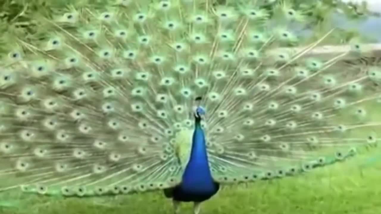 Beautiful Peacock Dance And Sound 😲😲😲😲