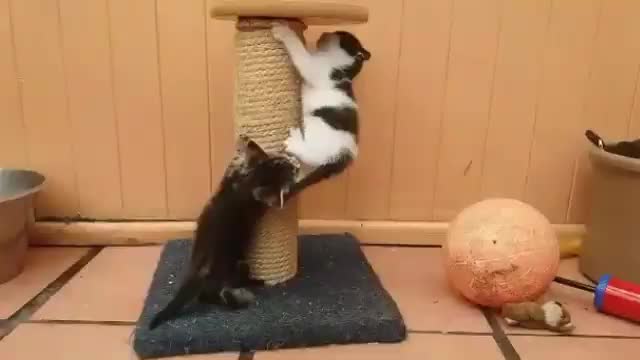 The real deal Mission Impossible cat Stuntman