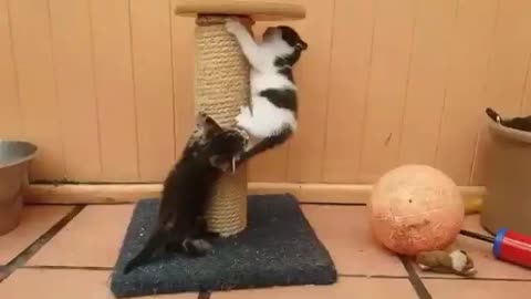 The real deal Mission Impossible cat Stuntman