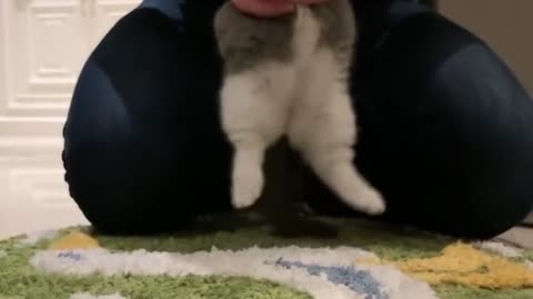 Cute Kitty Focuses on the Camera