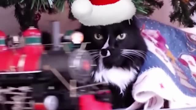 CAT ATTACK CHRISTMAS TREE....! PART 6