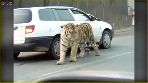 Terrifying Moments of Wild Animals Roaming On Streets