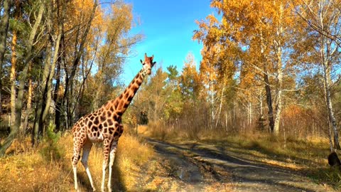 Lovely giraffe eating nicely