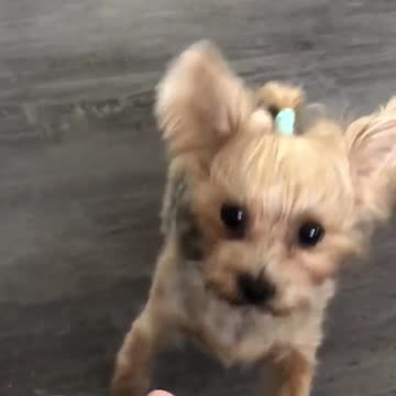 Adorable Yorkshire Terrier shows off her new tricks