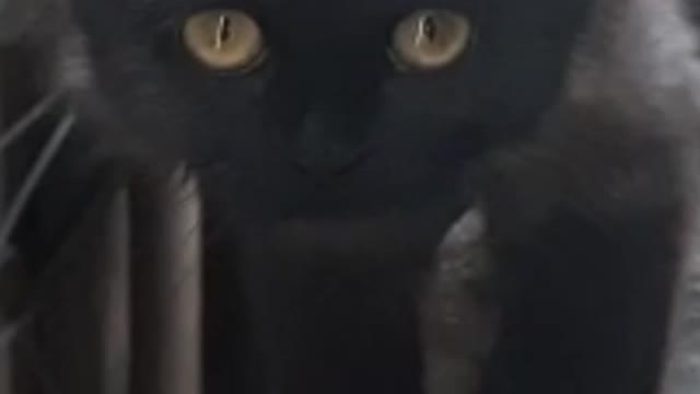 OMG!Persian kitty two colour