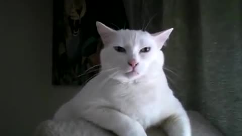 Best cat reaction, very funny, emotional cat