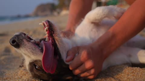 STOP EVERYTHING - SEE THE HAPPY DOG