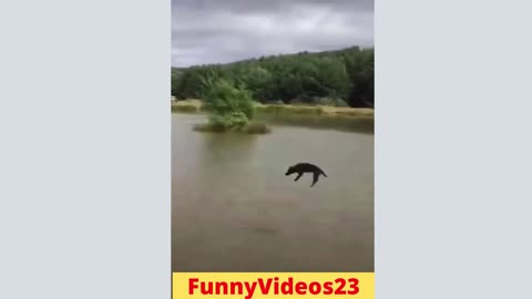 Funniest Dogs And Cats - Best Funny Animal Videos Of The 2022