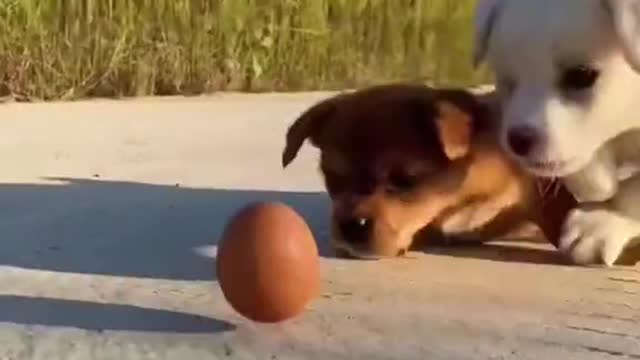 Funny Dog Videos 2022😂🐕 ! Try Not To Laugh