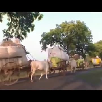 Agricultura independiente. Soberania Alimentaria.