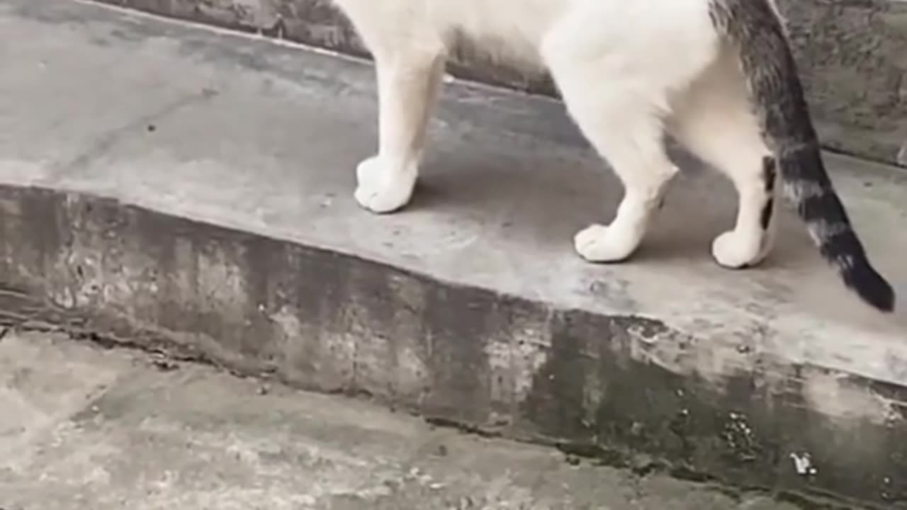 FUNNY CAT VIDEOS 🤣🤣🤣