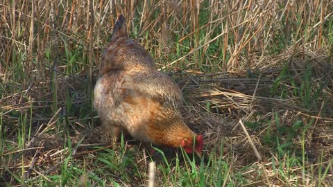 beautiful chicken on farm (16)