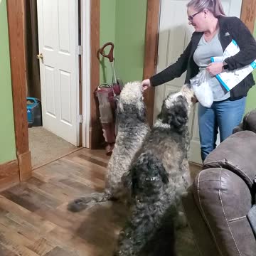 Special Dog Delivery