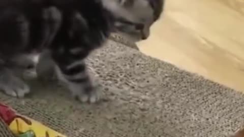 Very Funny Two Cats Doing...HA HA HA