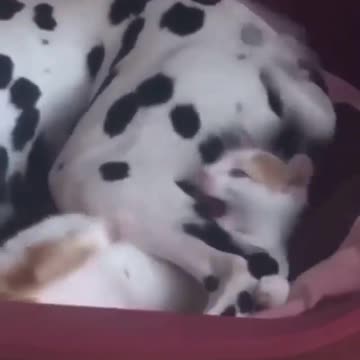 🤣 Kitty gets mad at being hit on the head 🤣