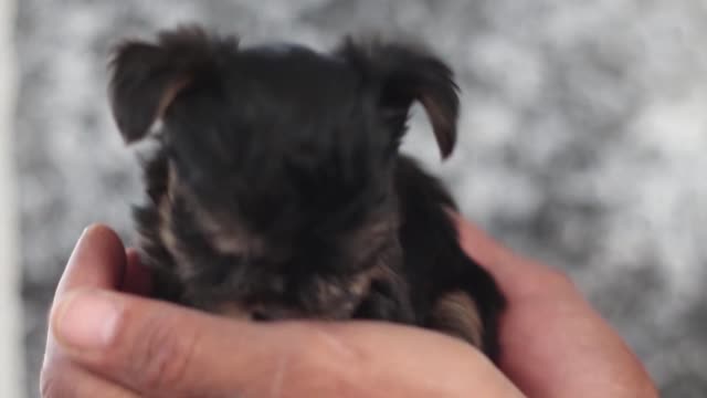 Adorable Tiny Teacup Yorkie Puppy!