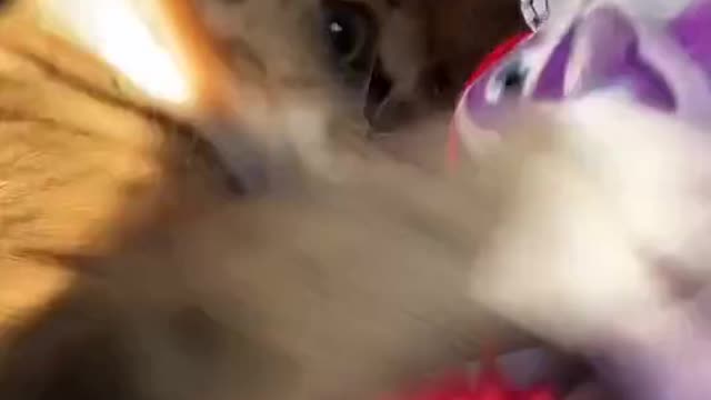 Do you like such a cat