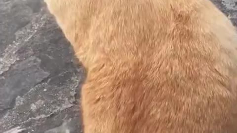 Singing kitty cat