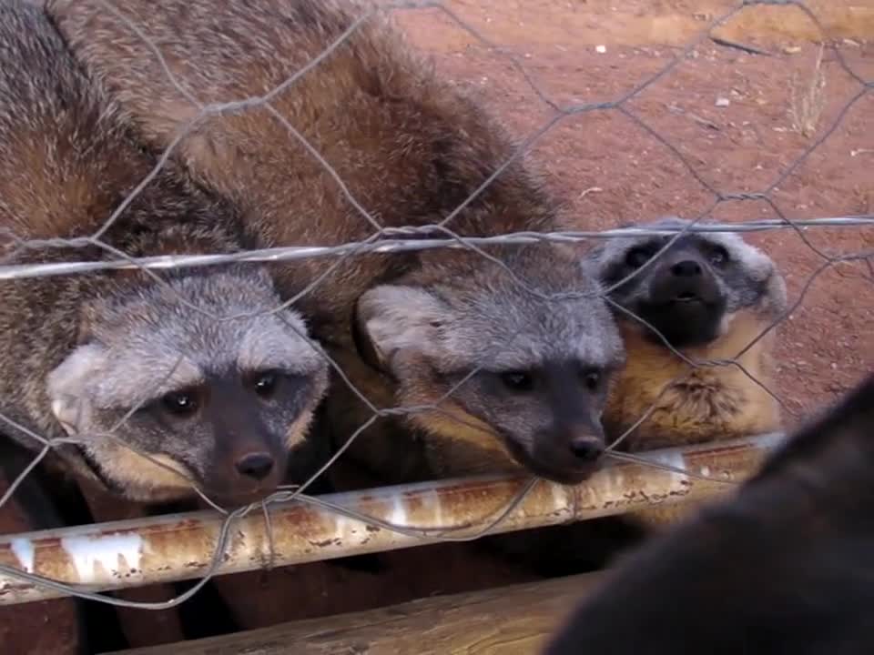 7 Bat Eared Foxes Growling at our Dog