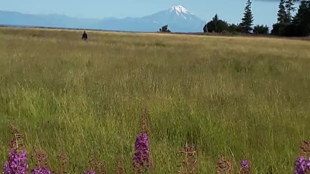 Two of the most beautiful mountains in Alaska Illiamna and Redoubt.