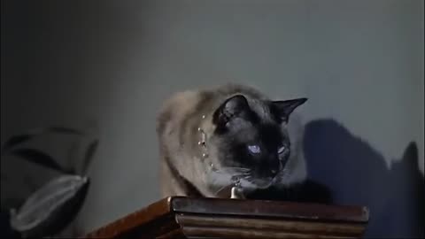 🎦 Bell, Book, And Candle