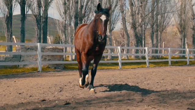 Horse Galloping Around A Ranch in the Farm