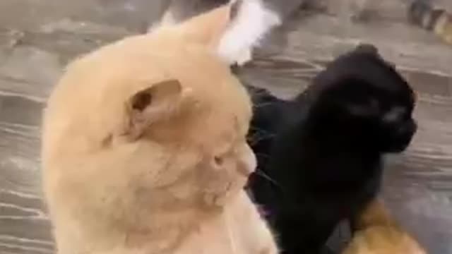 Funny cat compilation