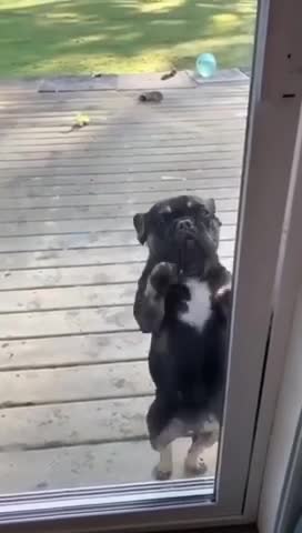 puppy dance cute