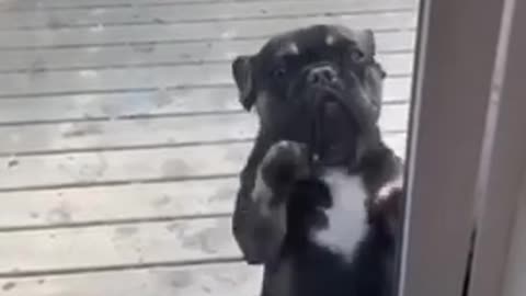 puppy dance cute