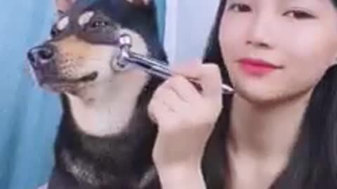 The dog wants to be beautif