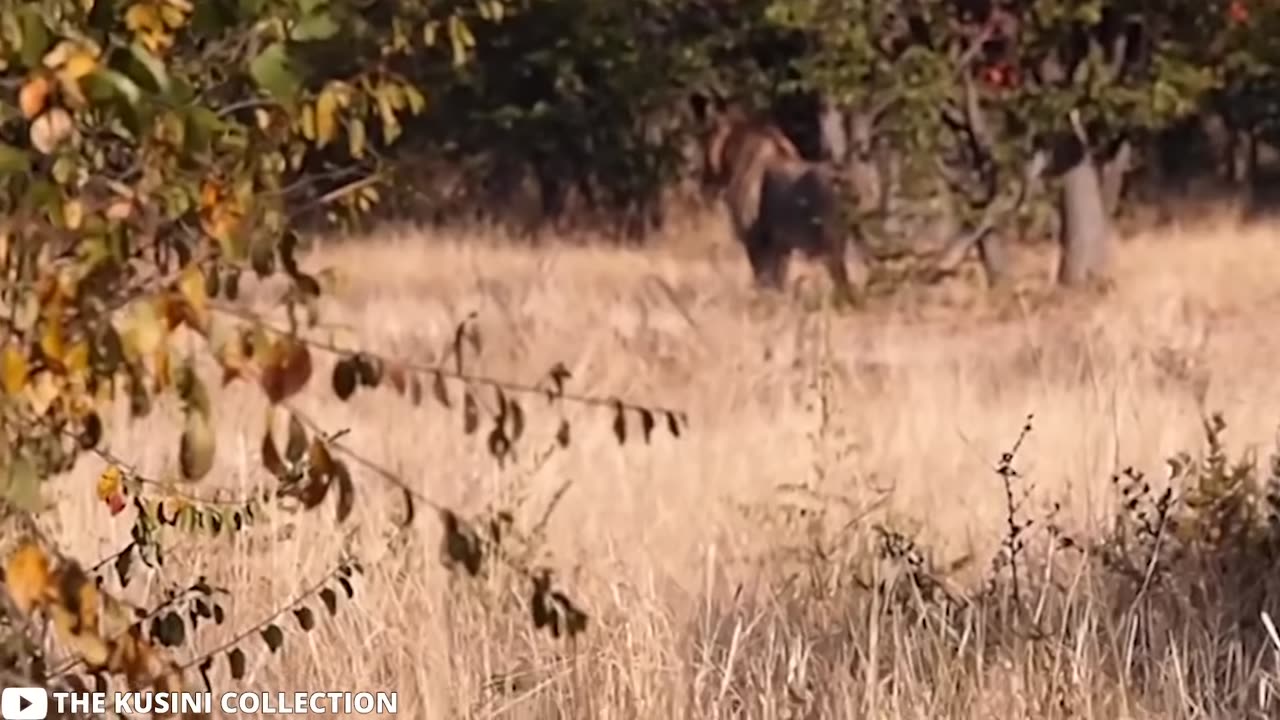 Woman Gets DRAGGED Out of Safari Car by Lion!!