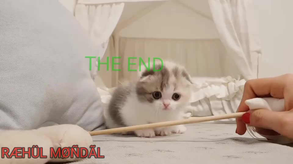 shorts cat meme & kitten (tik tok video]💘 - funny cats meow baby cute compilation [cat-cash home)