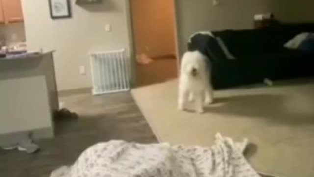 CUTE , FYNNY CAT'S VIDEO