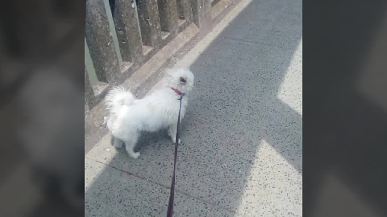 Walk