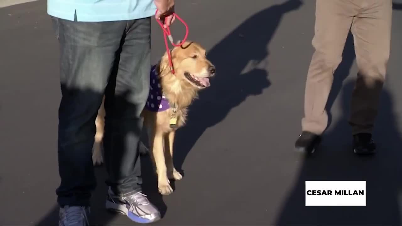 How to solve leash aggression