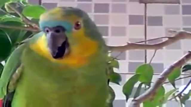 Parrot that cries like a child