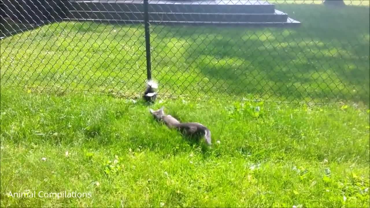 Baby Skunks Funniest