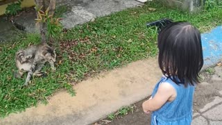 Staring Contest Between Sophie And A Cat