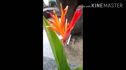 Brawny banana flower