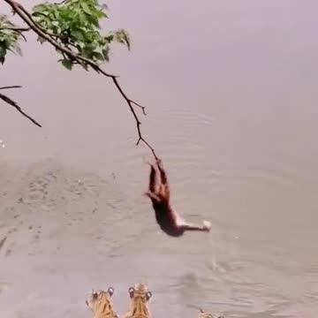 Monkey tested tigers viral video