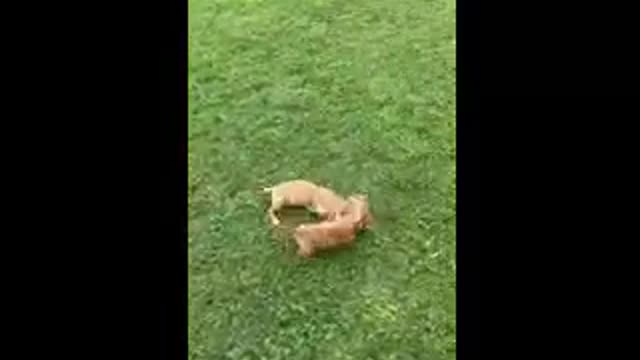 Dachshund playing in the yard.