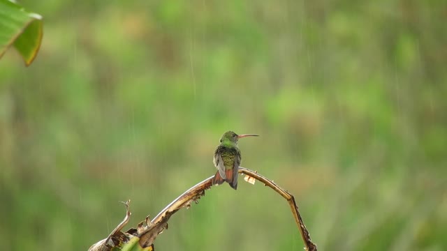 This is huming bird with Rain