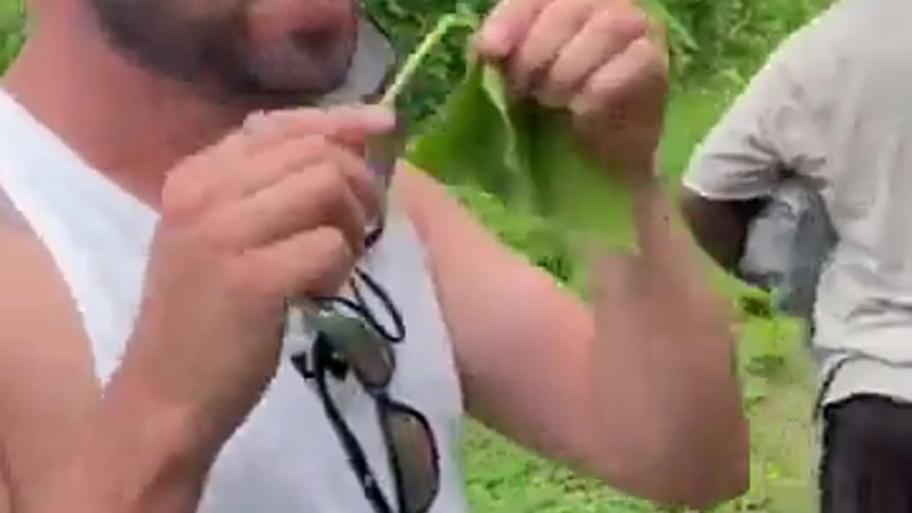 Jatropha Curcas~Natural Toy In Fiji You Can Find A Plant Whose Stems Can Be Used To Blow Soap Bubbles