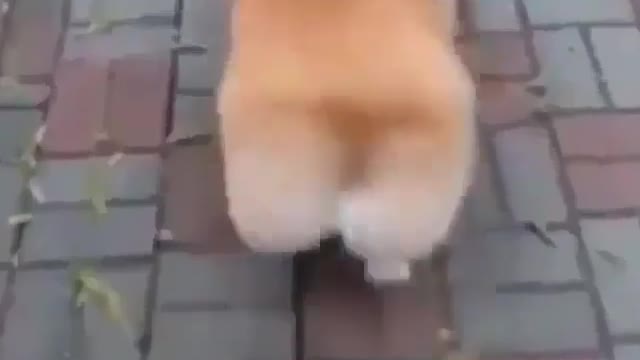 This dog's butt is so sexy