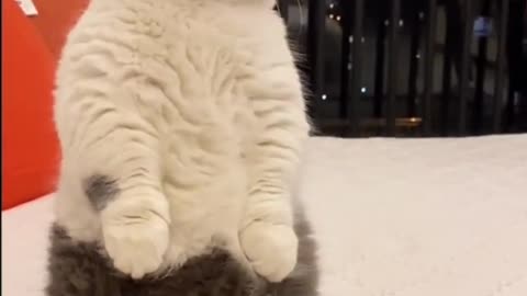 AWW CUTEST CAT EVER !