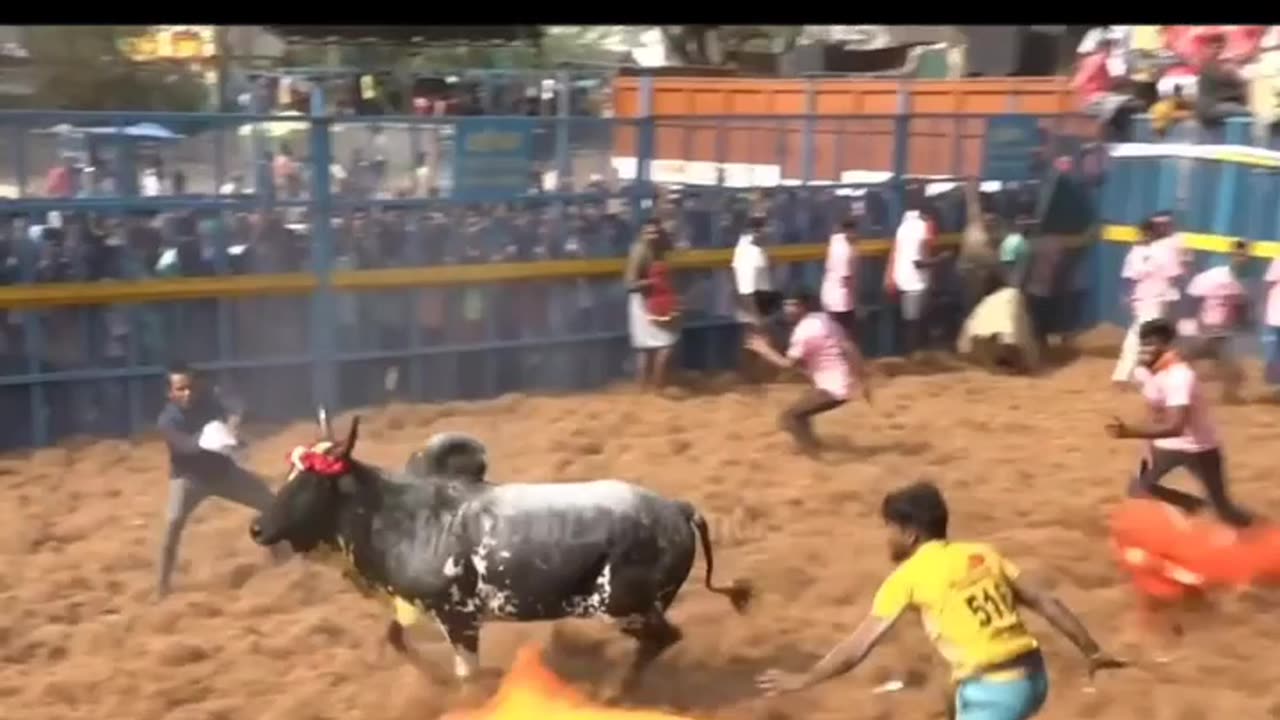 Buffalo Fight with men