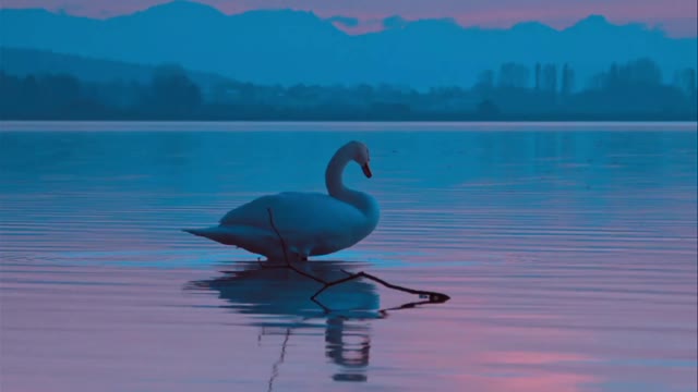 Nature And Wildlife