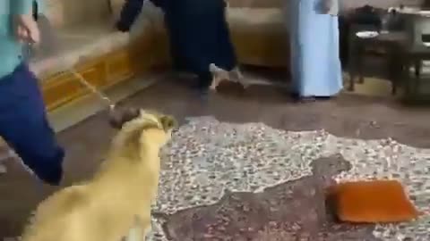 Funny video of a person scared of lion