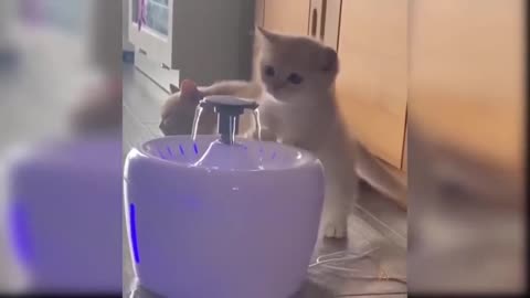 Funny Cat 😺🐈 videos