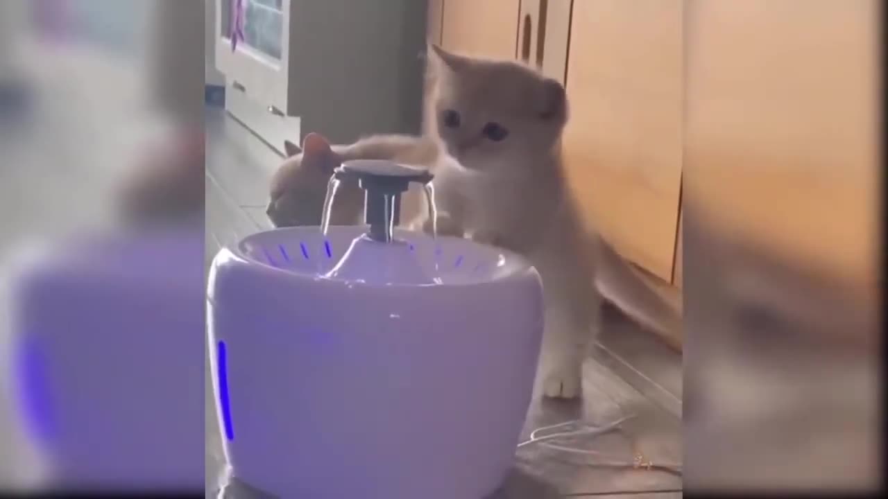 Funny Cat 😺🐈 videos